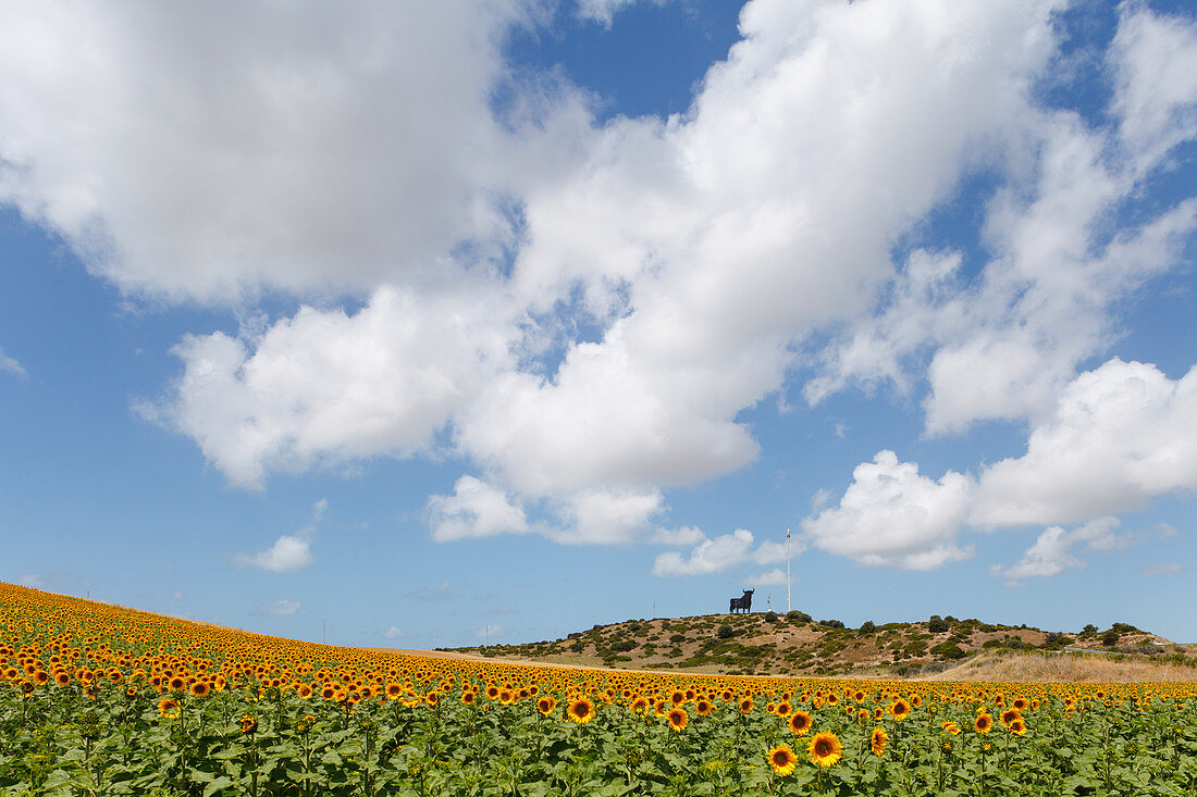 Sunflower field with Osborne bull in the background, near Conil, Costa de la Luz, Cadiz province, Andalucia, Spain, Europe