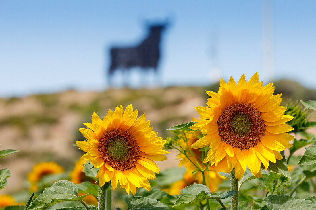 Close up of a sunflower, Sunflower field with Osborne bull in the background, near Conil, Costa de la Luz, Cadiz province, Andalusia, Spain, Europe