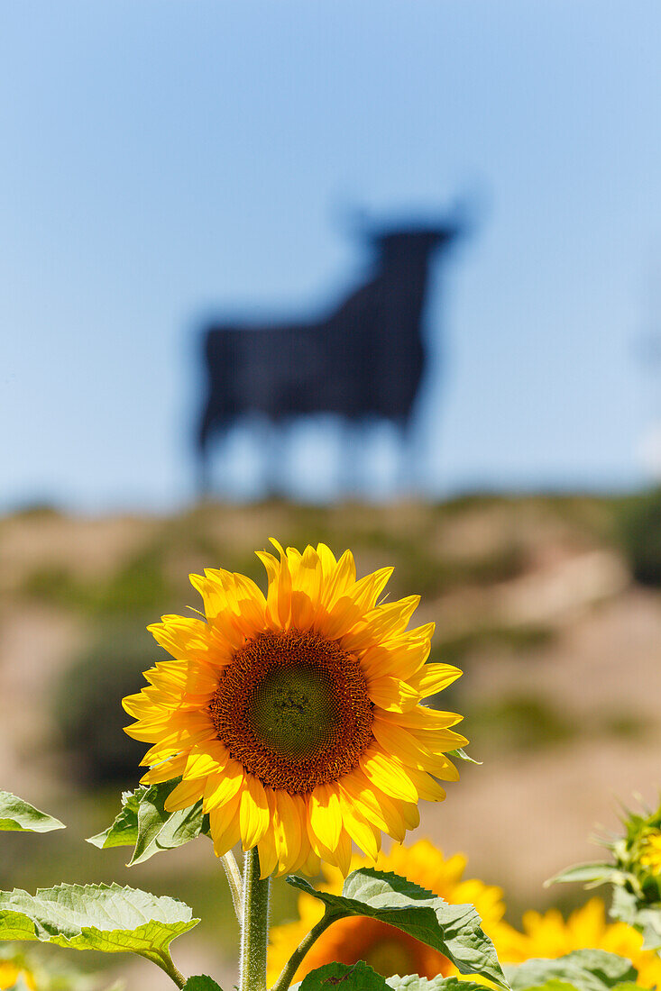 Sonnenblumenfeld mit Osborne-Stier im Hintergrund, bei Conil, Costa de la Luz, Provinz Cadiz, Andalusien, Spanien, Europa