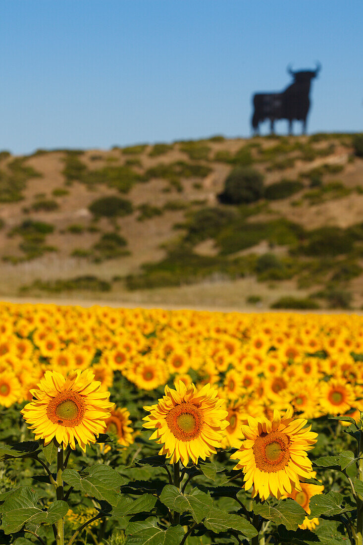 Osborne-Stier, Silhouette eines Stiers und Sonnenblumenfeld, bei Conil de la Frontera, Costa de la Luz, Provinz Cadiz, Andalusien, Spanien, Europa