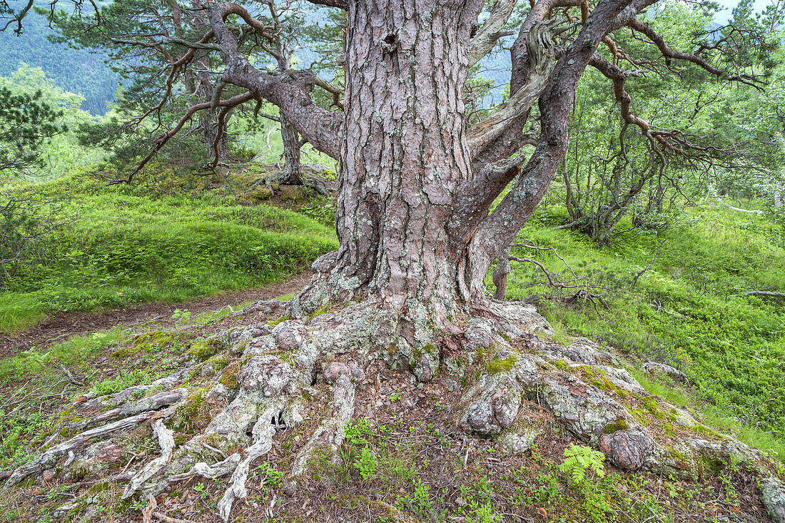 Old mountain pine with a gnarled, twisted trunk, mountain forest Gjorahaugen, Gjora, More og Romsdal, Western Norway, Norway, Scandinavia, Northern Europe, Europe