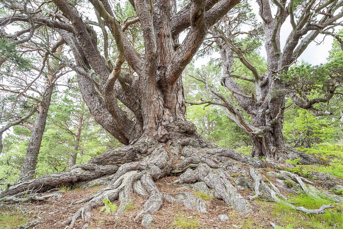 Old mountain pine with a gnarled, twisted trunk, mountain forest Gjorahaugen, Gjora, More og Romsdal, Western Norway, Norway, Scandinavia, Northern Europe, Europe