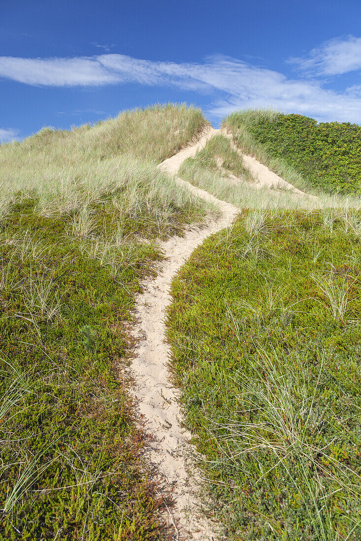Path in the dunes to the beach of Tylösand, Halmstad, Halland, South Sweden, Sweden, Scandinavia, Northern Europe, Europe