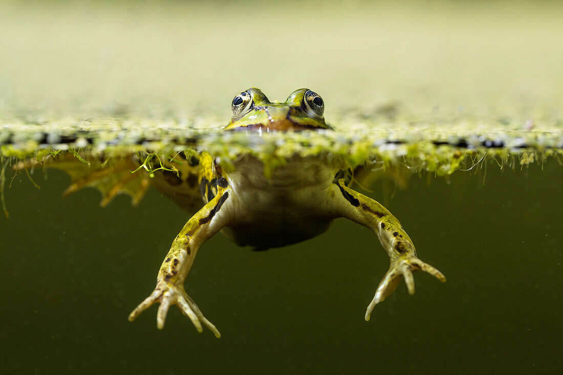 Aquatic Frog, Rana esculenta, Bavaria, Germany