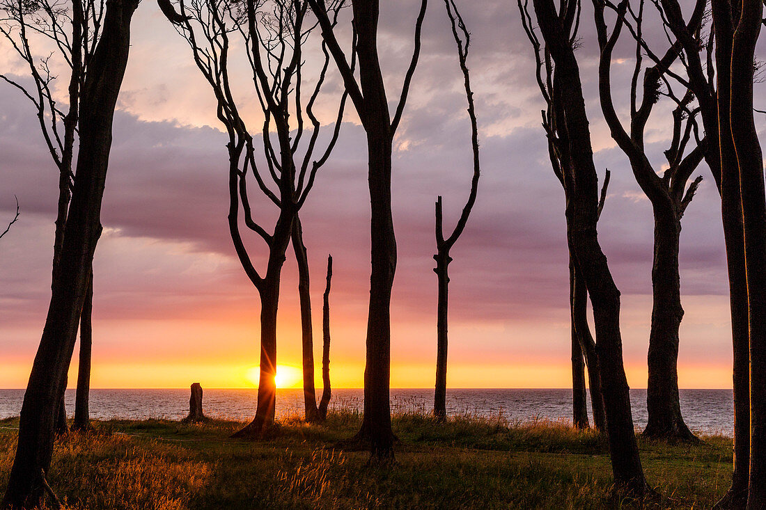 Beech Forest at sunset, Fagus sylvatica, Nienhagen, Mecklenburg-Western Pomerania, Germany, Europe