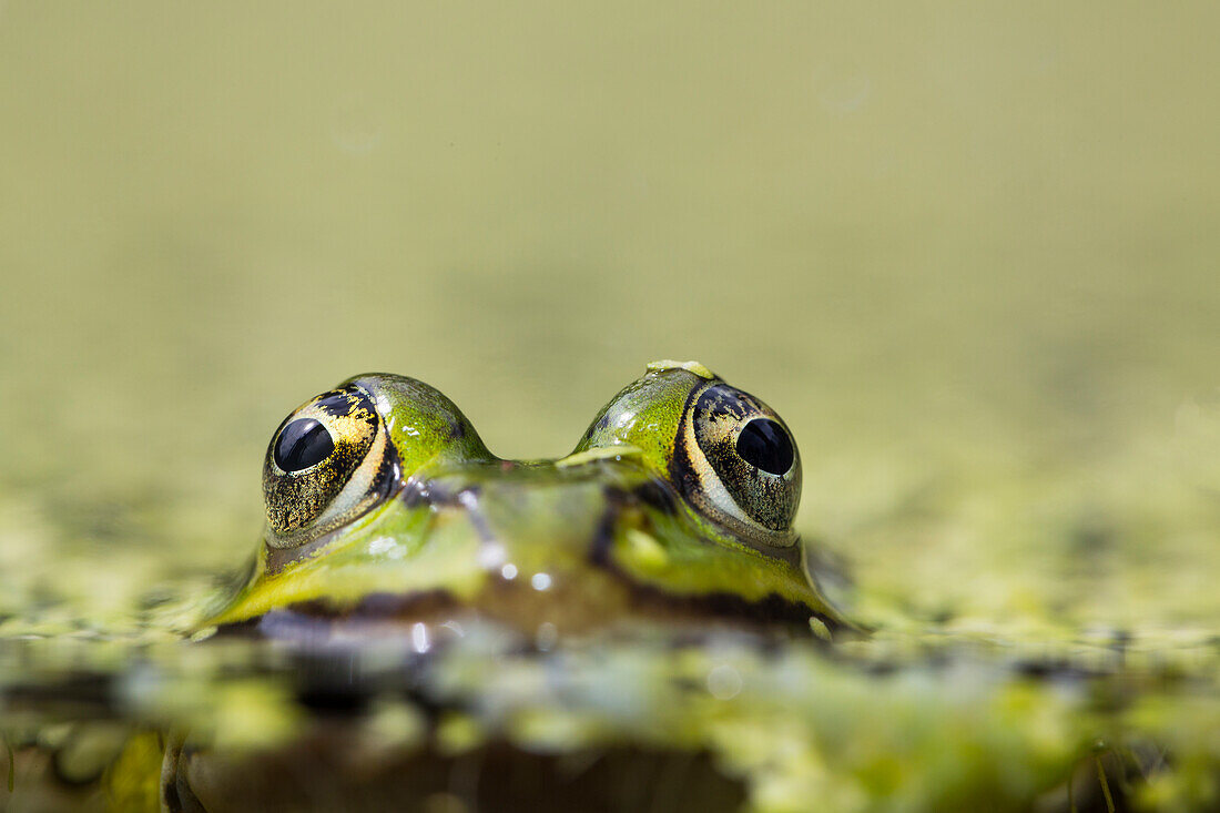 Aquatic Frog, Rana esculenta, Bavaria, Germany