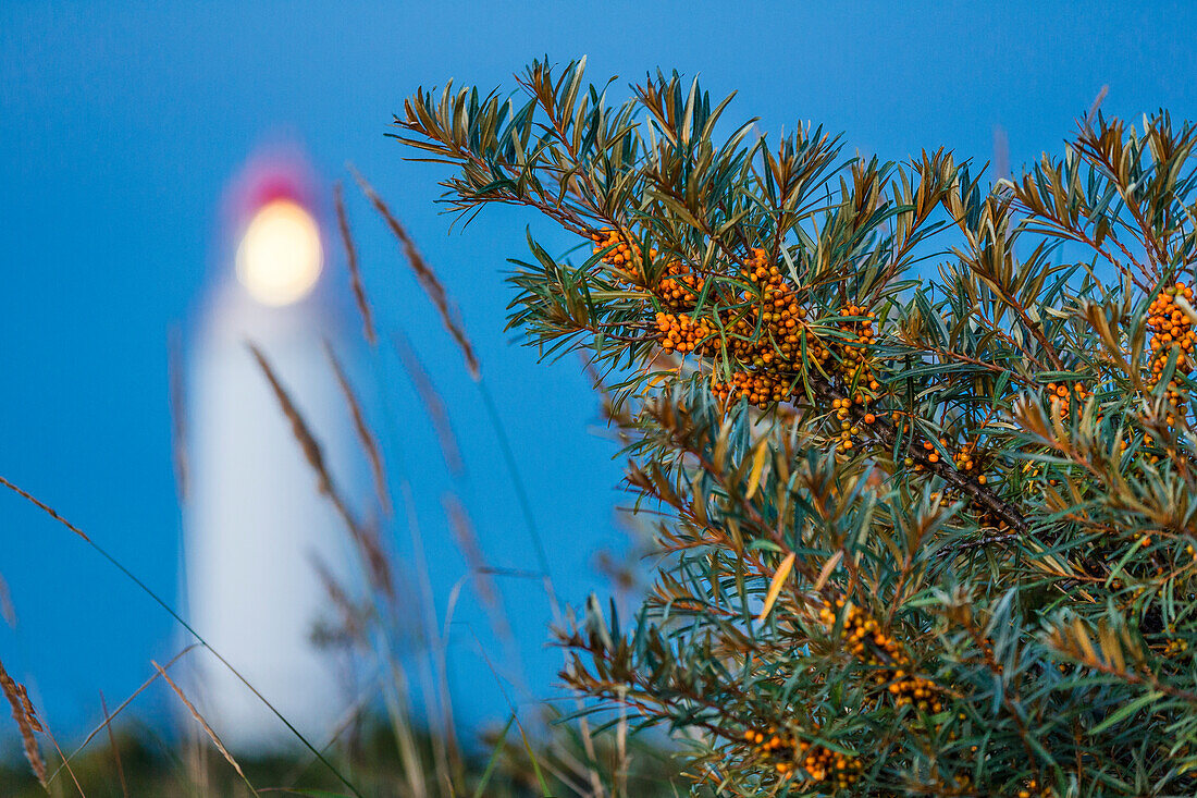 Sea Buckthorn at lighthouse Dornbusch at dusk, Hippophae rhamnoides, National Park, Hiddensee Island, Mecklenburg-Western Pomerania, Germany, Europe