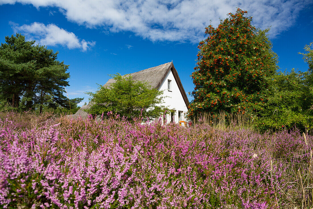 Dünenheide, Calluna vulgaris, Insel Hiddensee, Mecklenburg-Vorpommern, Deutschland