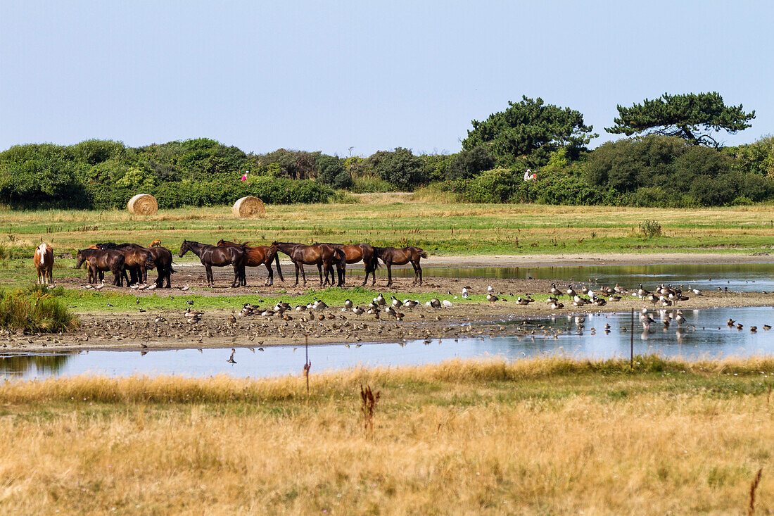 horses and birds at Dornbusch, National Park, Hiddensee Island, Mecklenburg-Western Pomerania, Germany, Europe