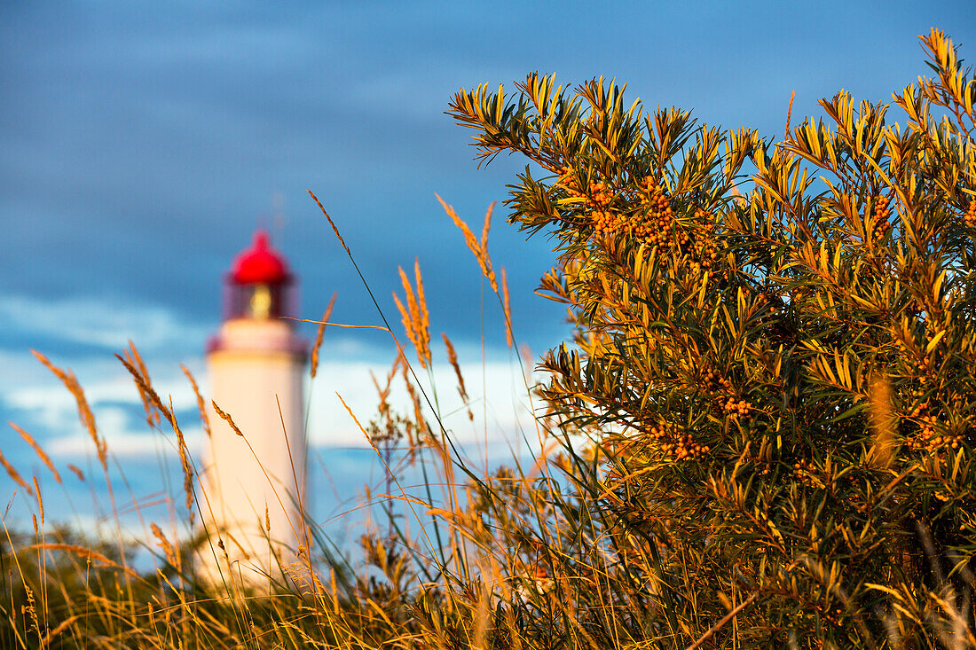 Sanddornbusch vor dem Leuchtturm Dornbusch im Abendlicht, Hippophae rhamnoides, Nationalpark Vorpommersche Boddenlandschaft, Insel Hiddensee, Mecklenburg-Vorpommern, Deutschland