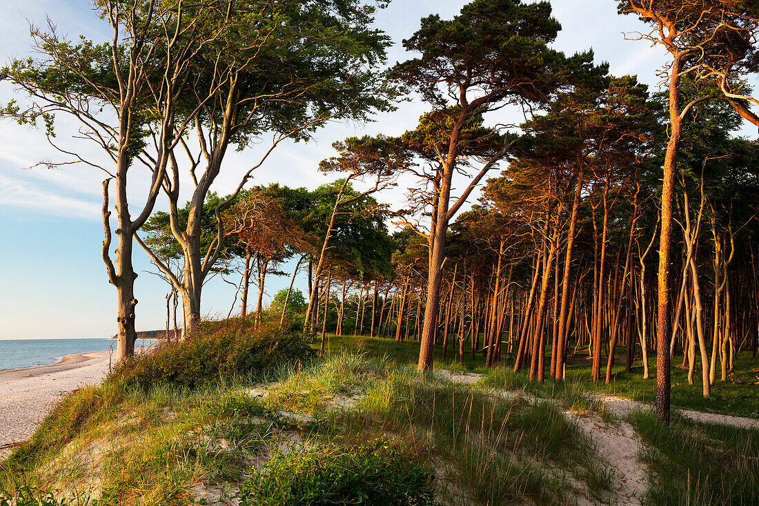 ' coastal forest at sunset, Darß, Baltic Sea, Mecklenburg-Western Pomerania; Germany, Europe'