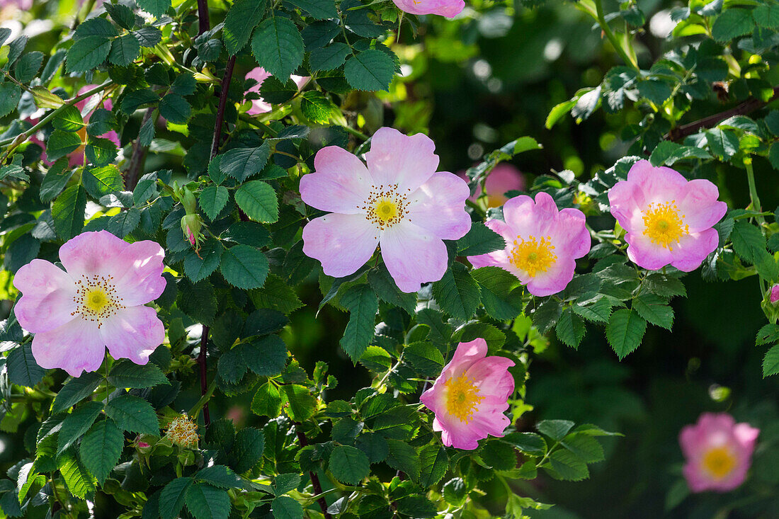 Blüten der Hundsrose, Rosa canina, Deutschland