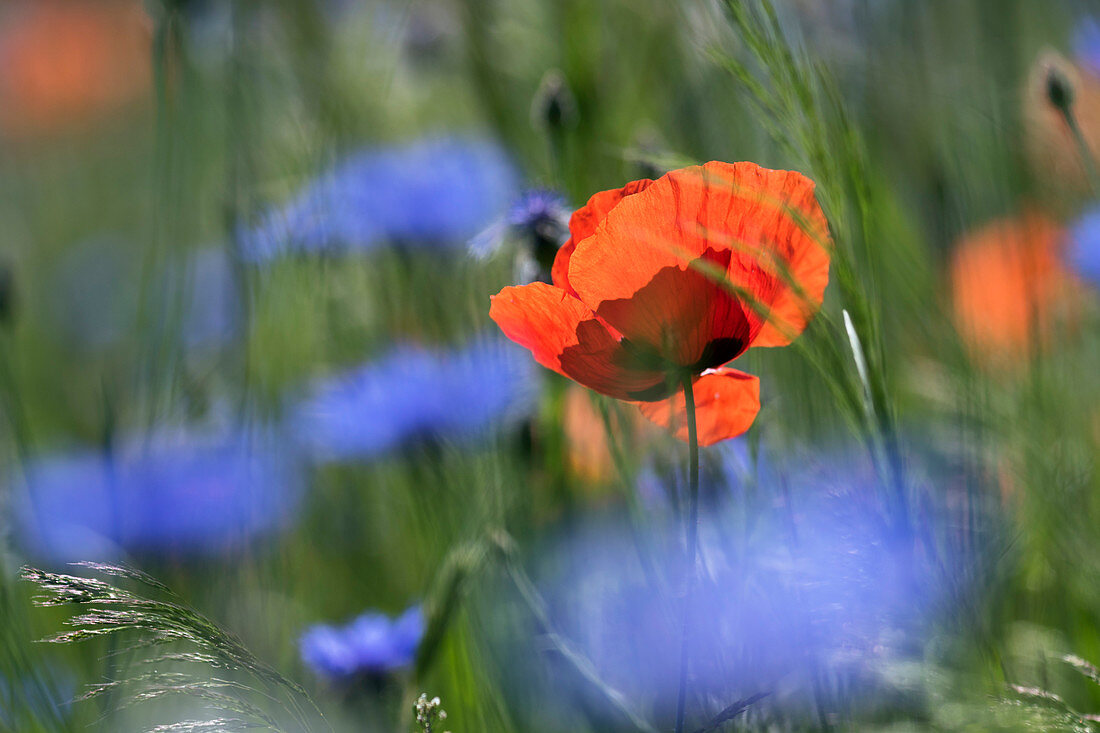 Red poppies, Papaver rhoeas, Germany, Europe