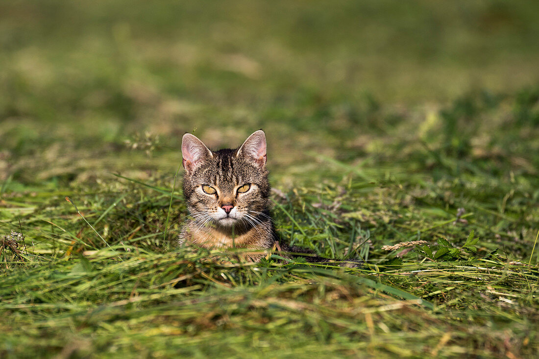 Hauskatze in gemähter Wiese, Bayern, Deutschland, Europa