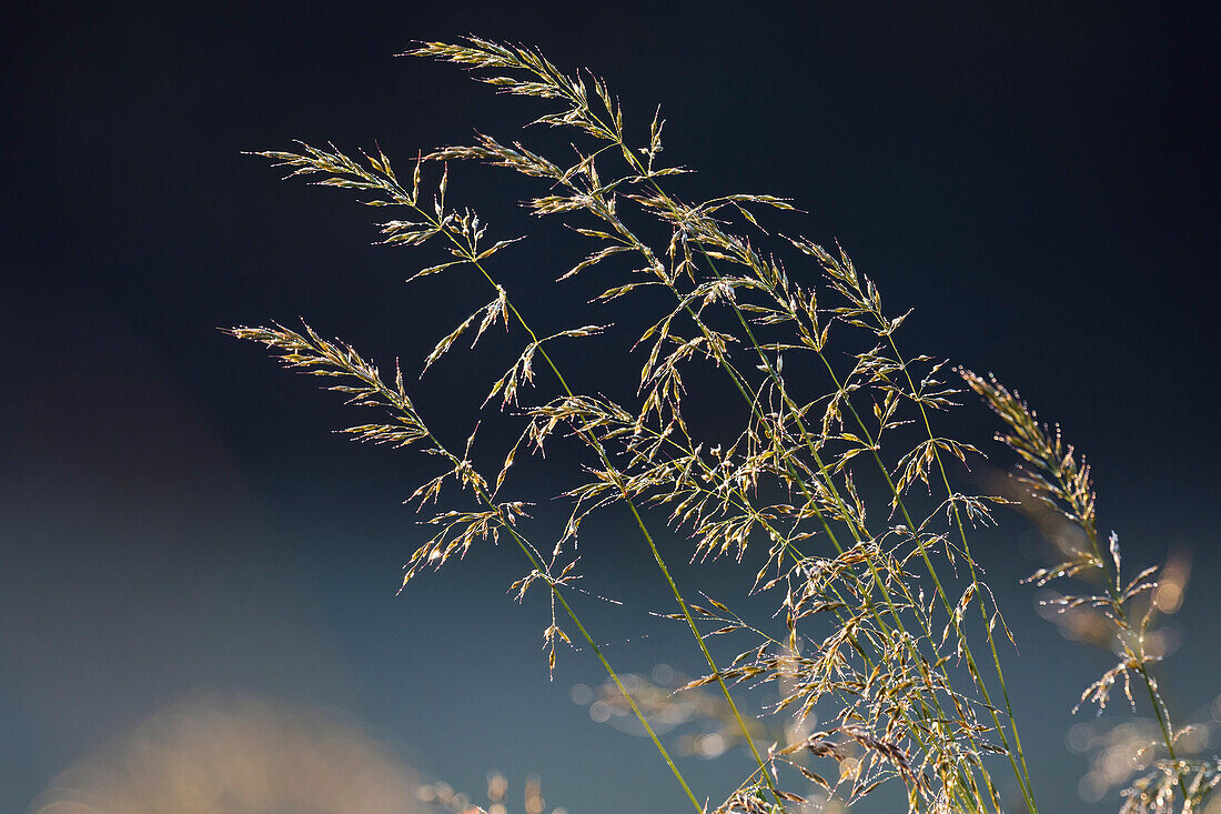 tender grasses with dew backlit, Germany, Europe