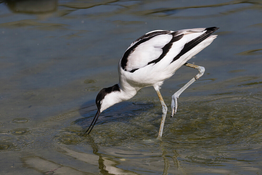 Avocet, Recurvirostra avosetta, North Sea, Germany, Europe, captive