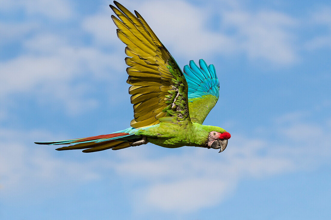Military Macaw flying, Ara militaris, South America, captive