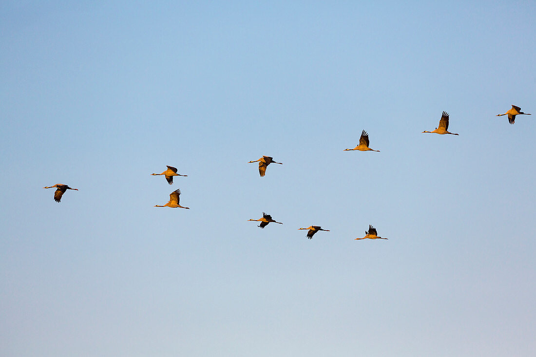 Cranes flying in formation, Grus grus, Mecklenburg-Western Pomerania, Germany, Europe