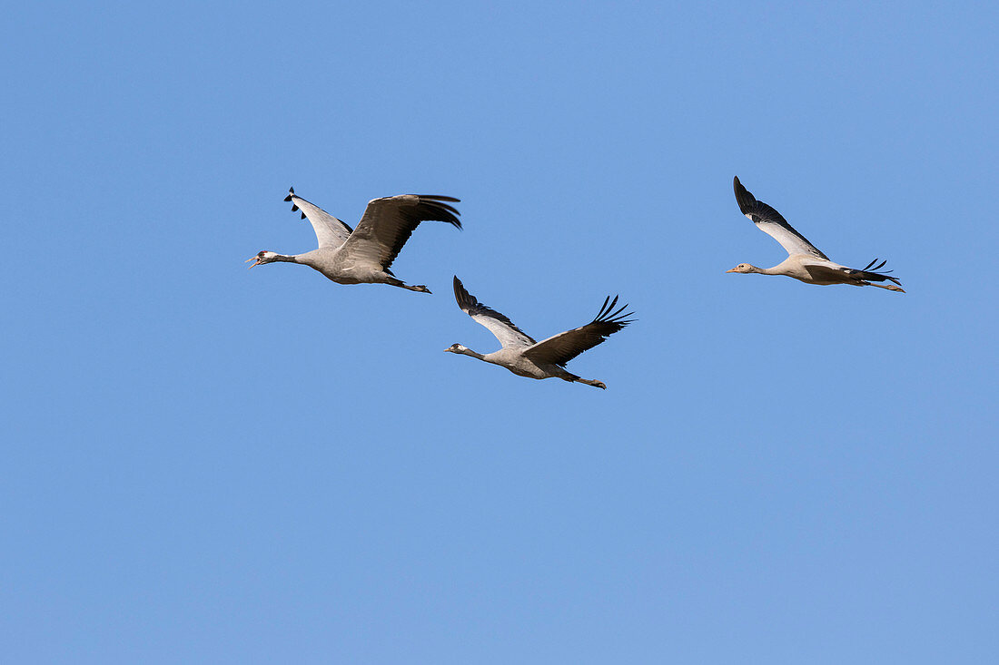 Kraniche fliegen, Paar mit Jungvogel, Grus Grus, Mecklenburg-Vorpommern, Deutschland, Europa