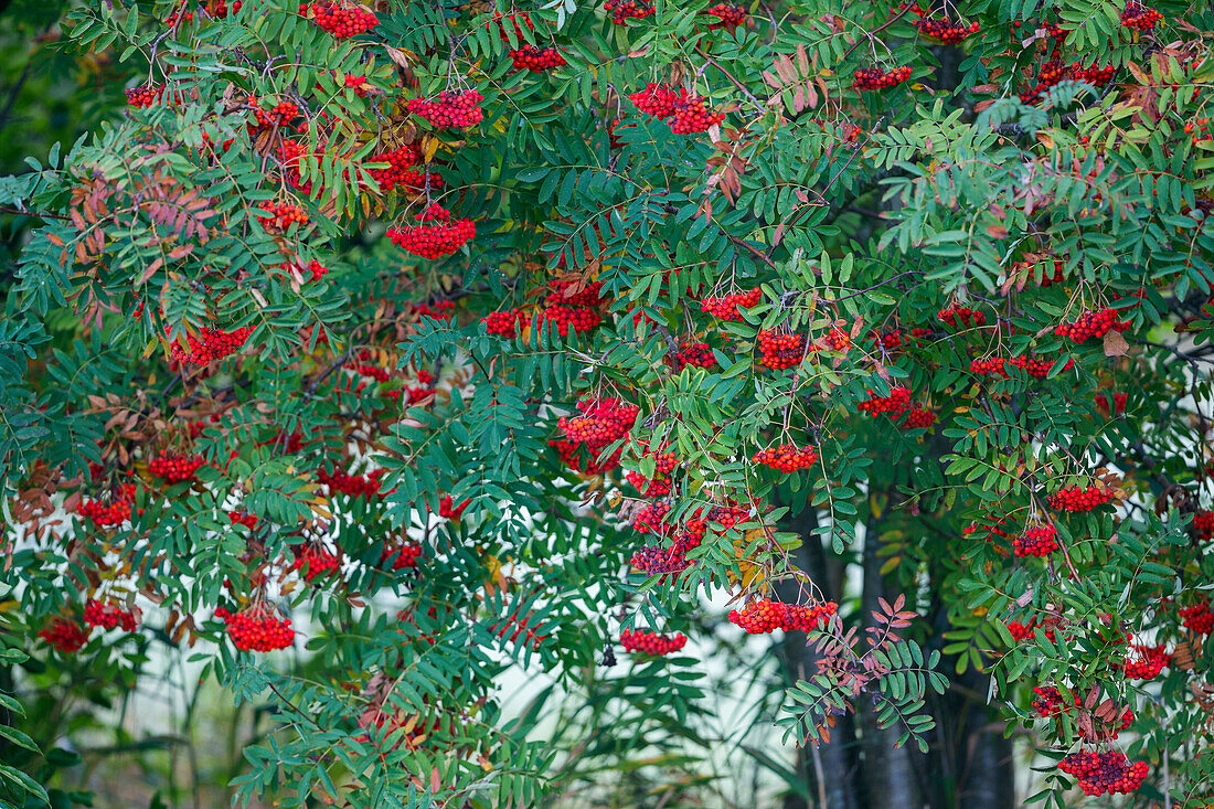 European Mountain Ash in fall, Sorbus aucuparia, Germany, Europ