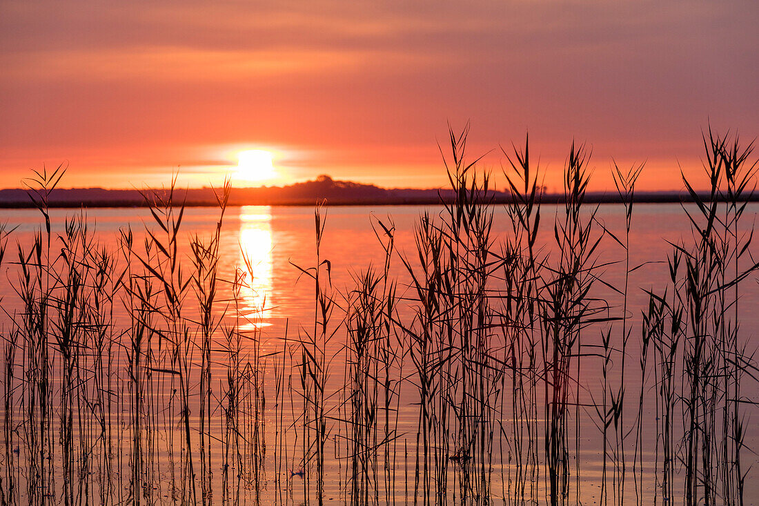 Sonnenaufgang im Nationalpark Vorpommersche Boddenlandschaft, Halbinsel Zingst, Mecklenburg-Vorpommern, Deutschland, Europa