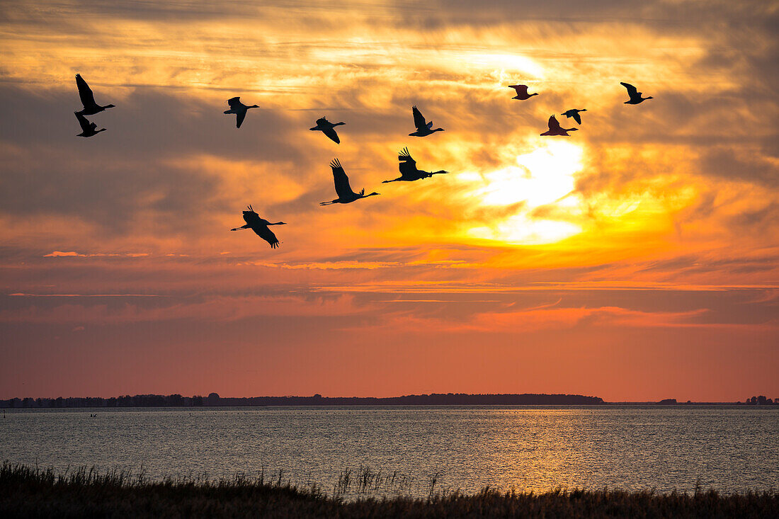 Cranes and geese flying at sunset, Mecklenburg-Western Pomerania, Germany, Europe, digital composing