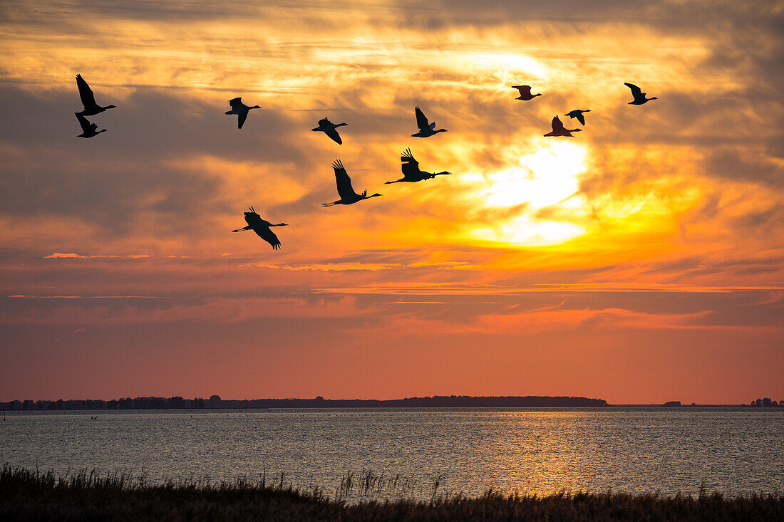 Kraniche und Gänse fliegen bei Sonnenuntergang, Mecklenburg-Vorpommern, Deutschland, Europa, digital verändert