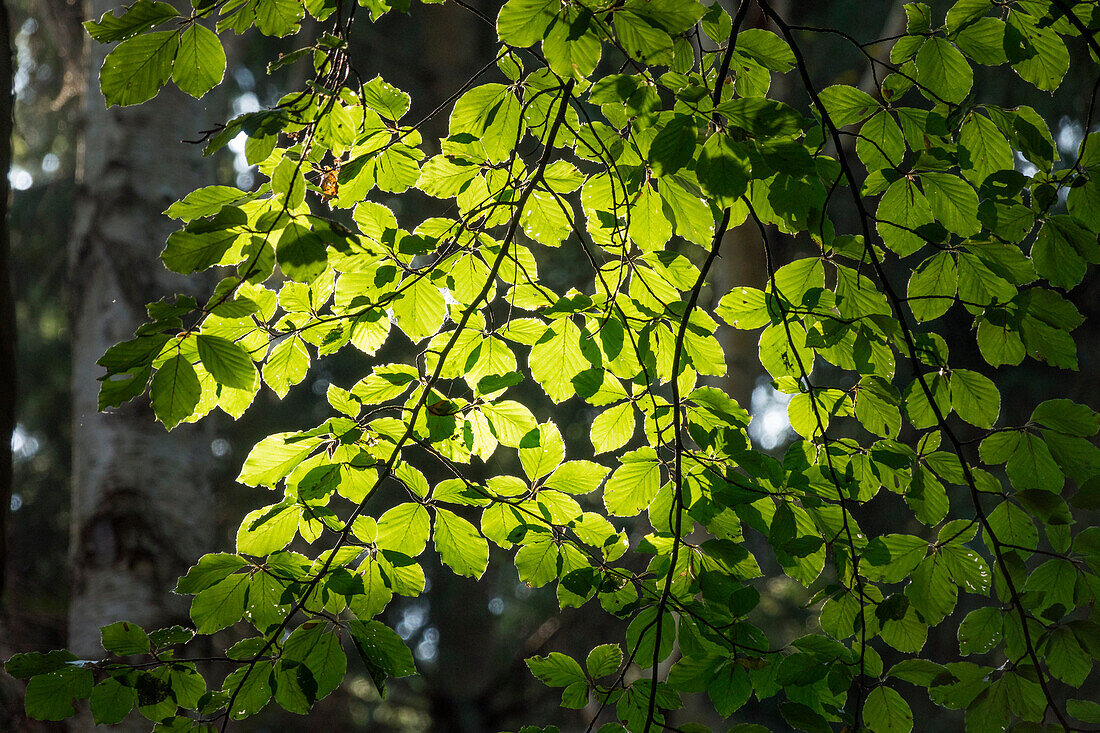 Beech leaves in spring, Fagus sylvatica, Upper Bavaria, Germany, Europe