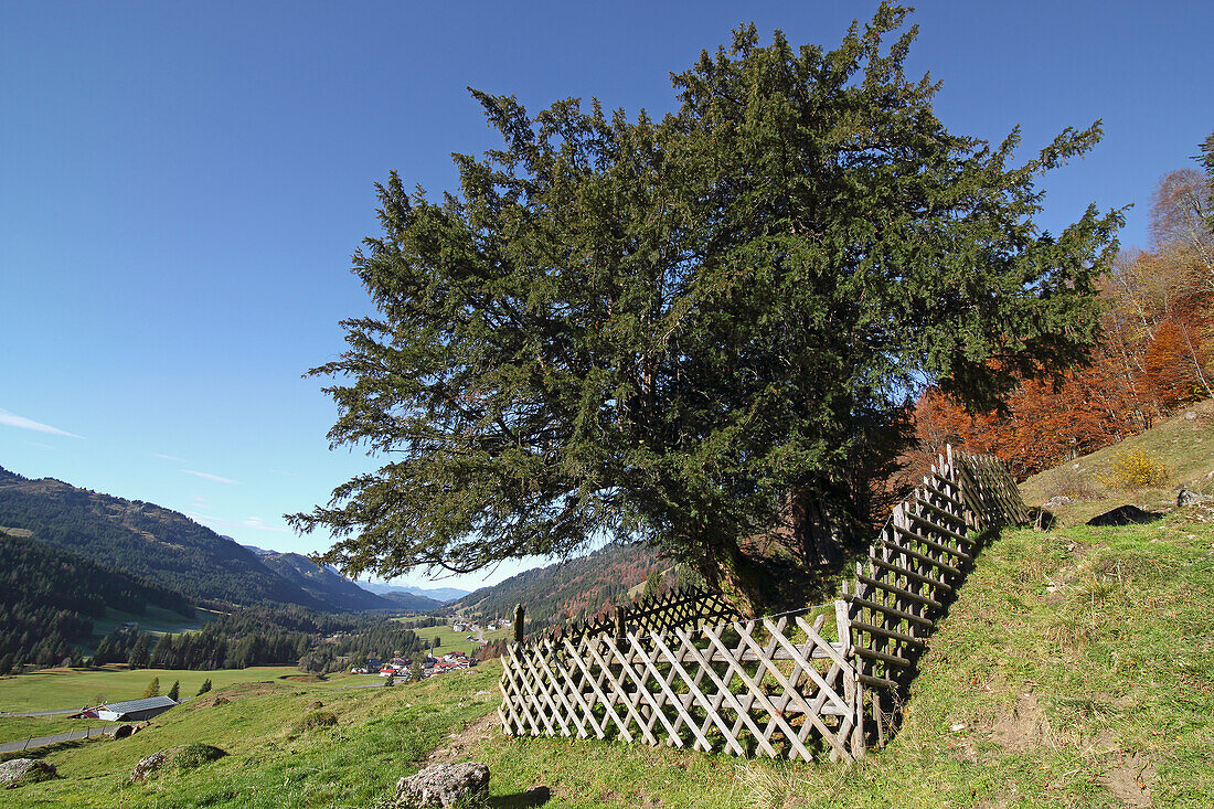 1000 years old yew tree, Balderschwang, Hoernerdoerfer, Upper Allgaeu, Allgaeu, Swabia, Bavaria, Germany