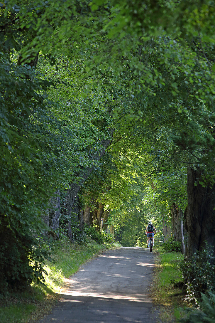 Kurfuerstenallee, an alley of old trees, Marktoberdorf, East Allgaeu, Allgaeu, Swabia, Bavaria, Germany
