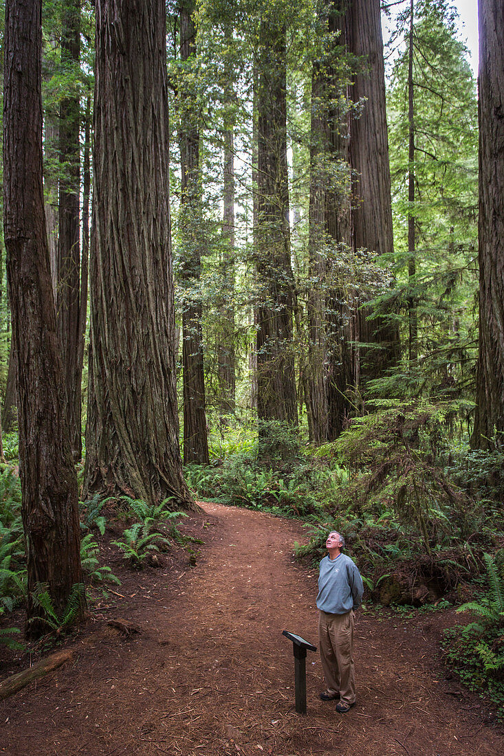 Senior Man Standing On A Trail Exploring Grove Of Old-growth Trees