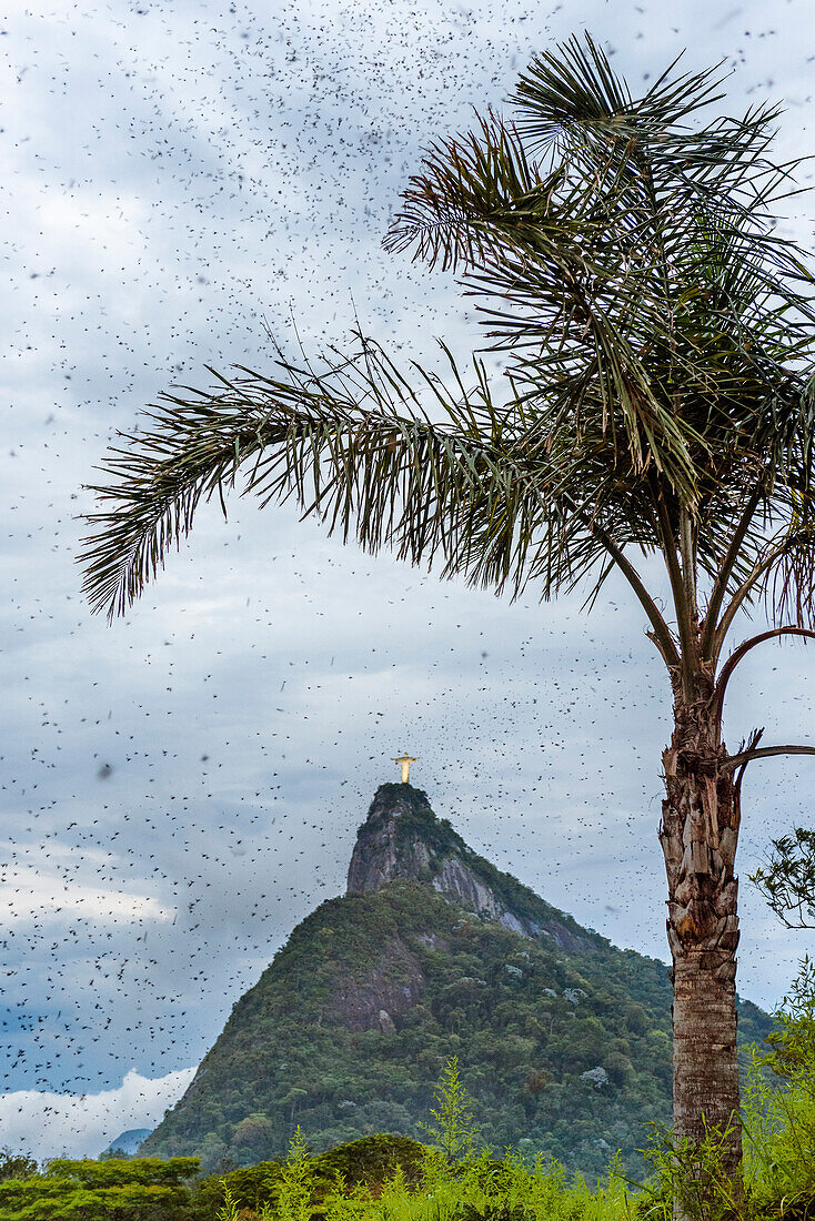 Thousands Of Flying Ants On Corcovado Mountain In Rio De Janeiro, Brazil