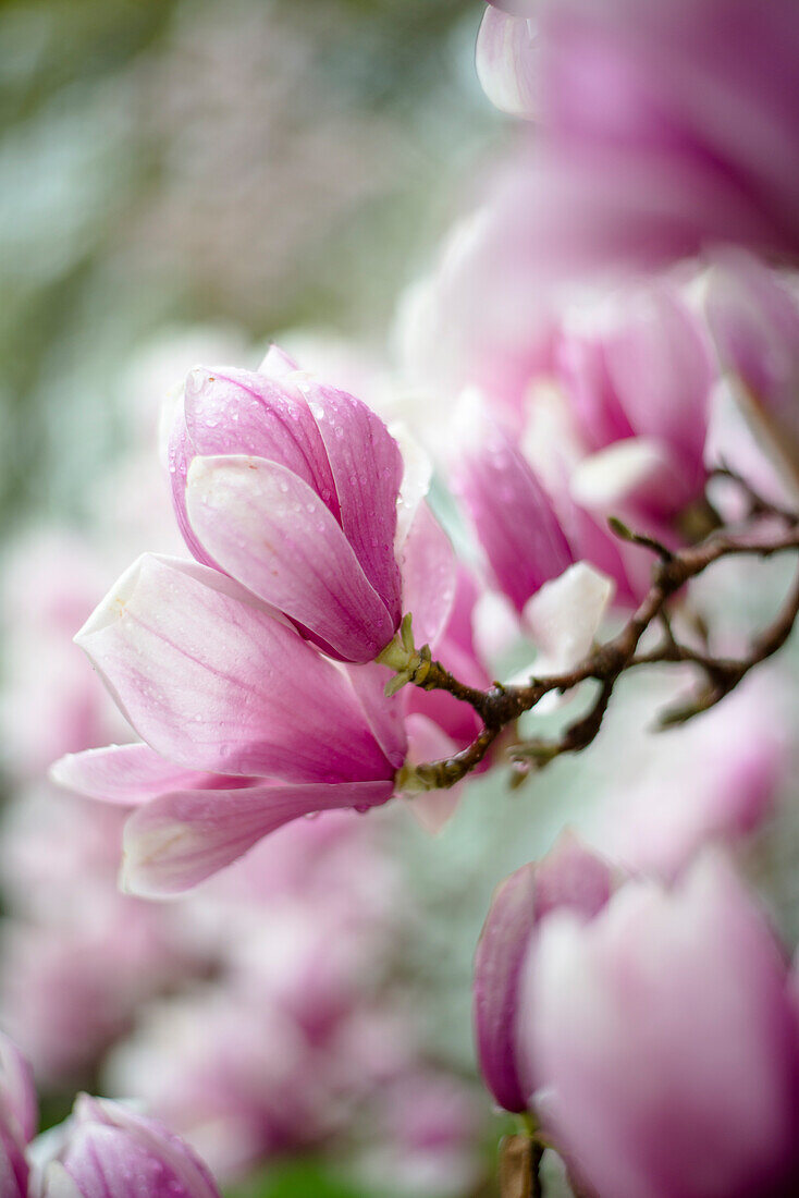 Close-up Of Flowers In Rain At Wickford Rhode Island