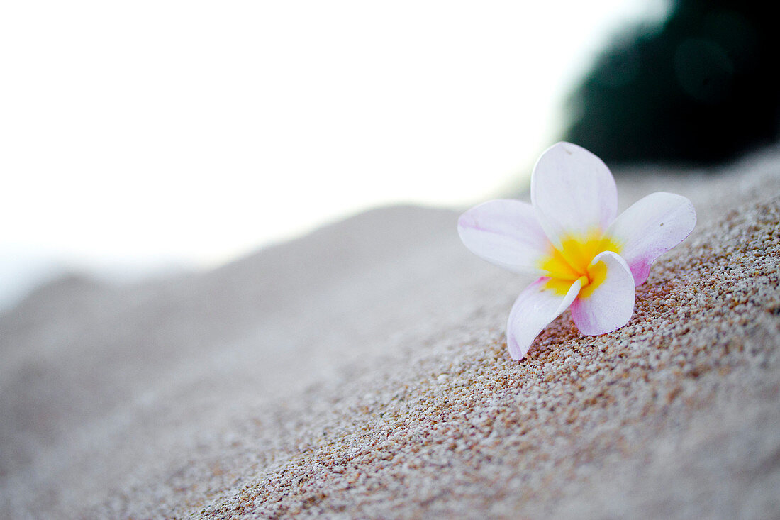 Plumeria Flower On The Beach In Hawaii