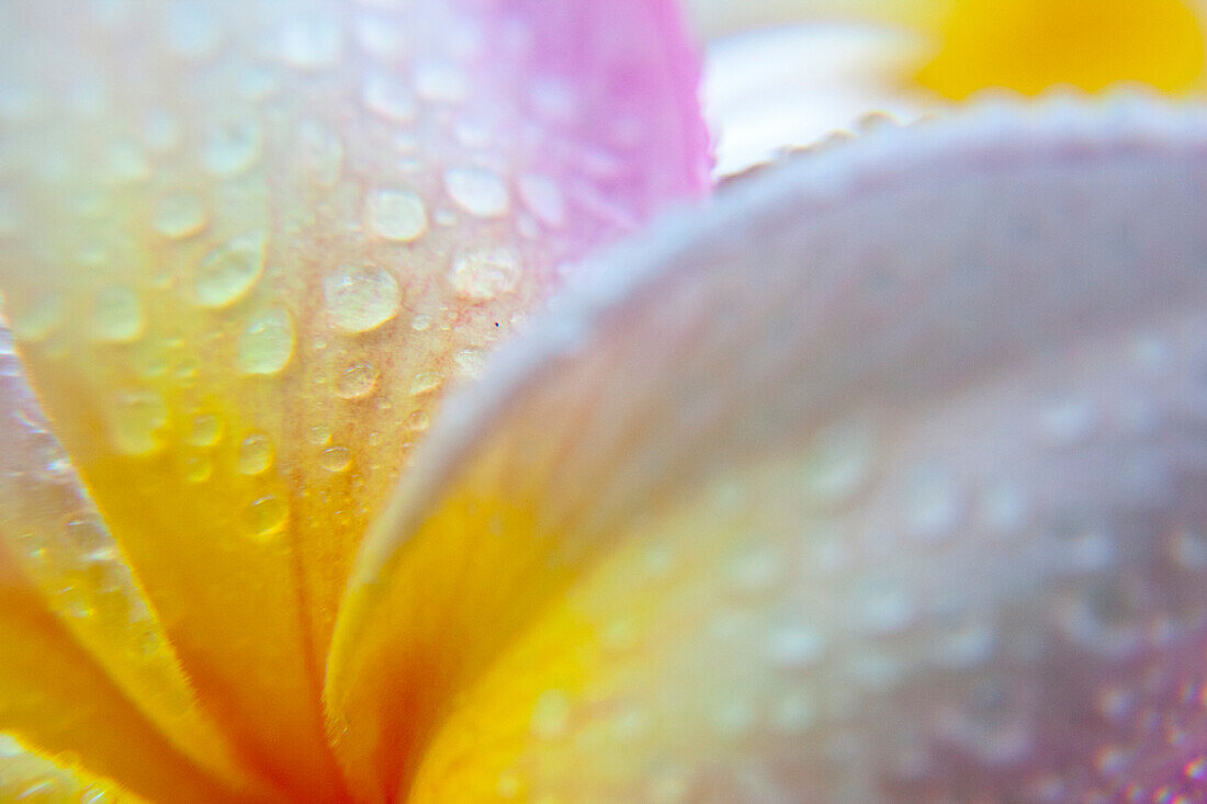 Extreme Close-up Of Droplets On Flower Petals