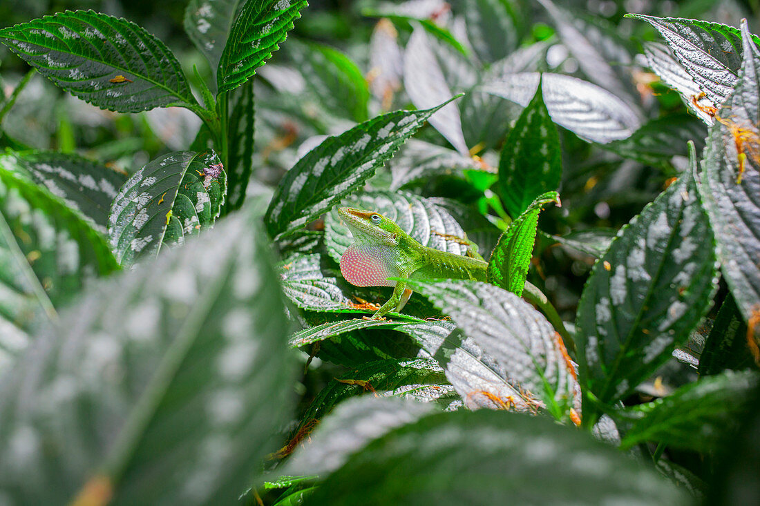 A Chameleon Amongst The Botanics At Waimea Valley On The North Shore Of Oahu