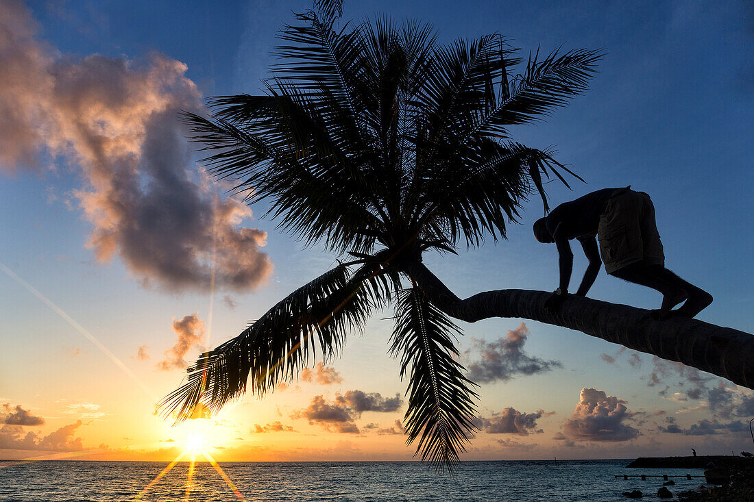 Silhouette Of Person Climbing On Palm Tree On Tropical Island Of Sandy Beach