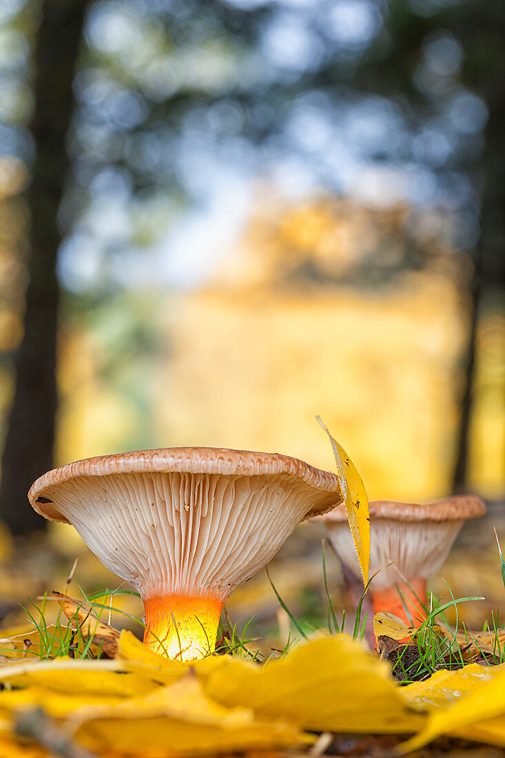 Trooping Funnel Growing In Forest Of Parque Natural Del Alto Tajo, Guadalajara, Castile-la Mancha, Spain