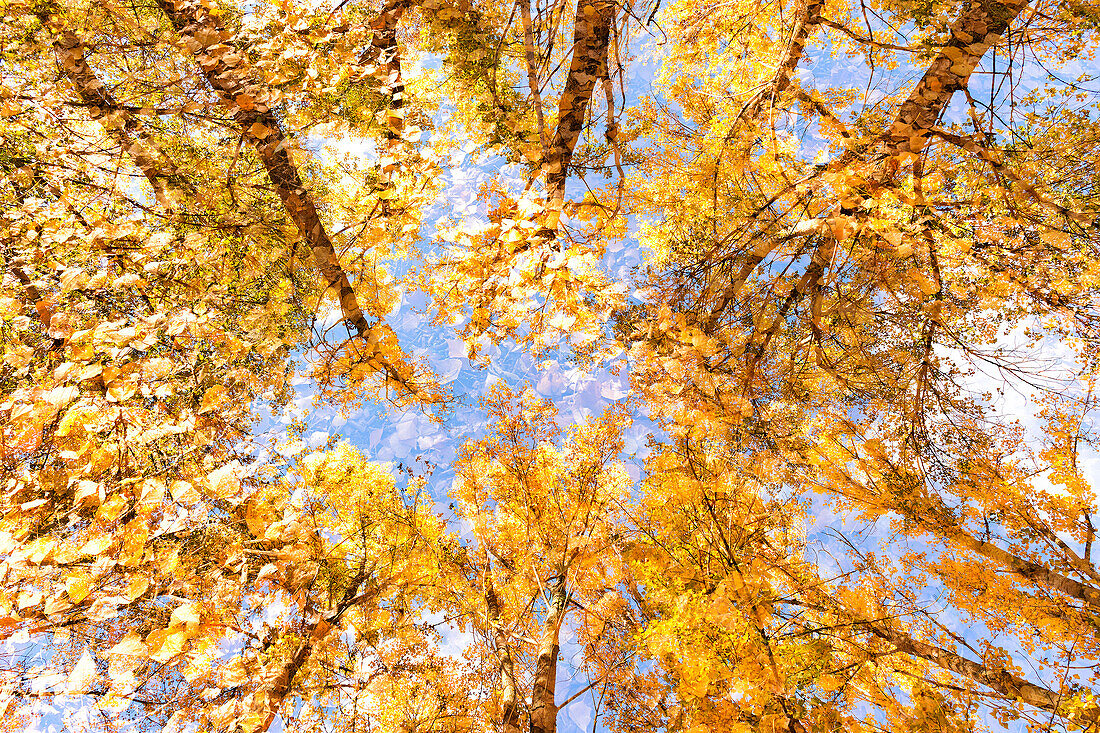 Reflection Of Sky And Trees With Autumn Leaves On Rain Water