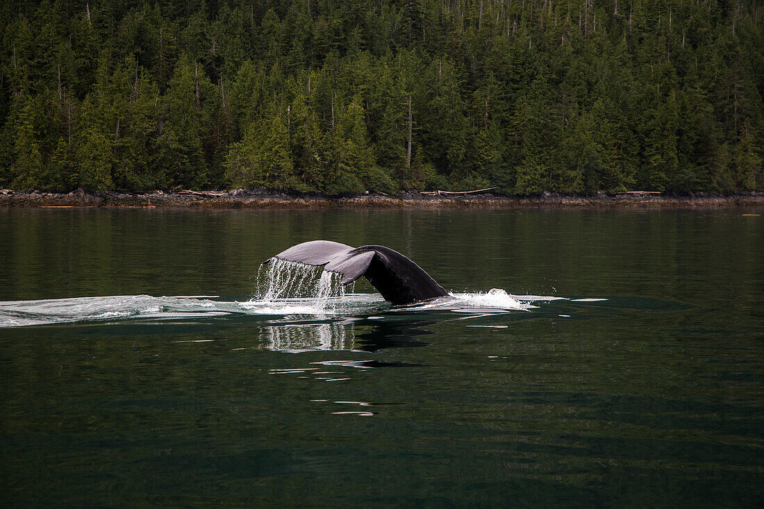 A Whale Tail Breaks The Surface Of Dark Green Calm Water With Forest In Background