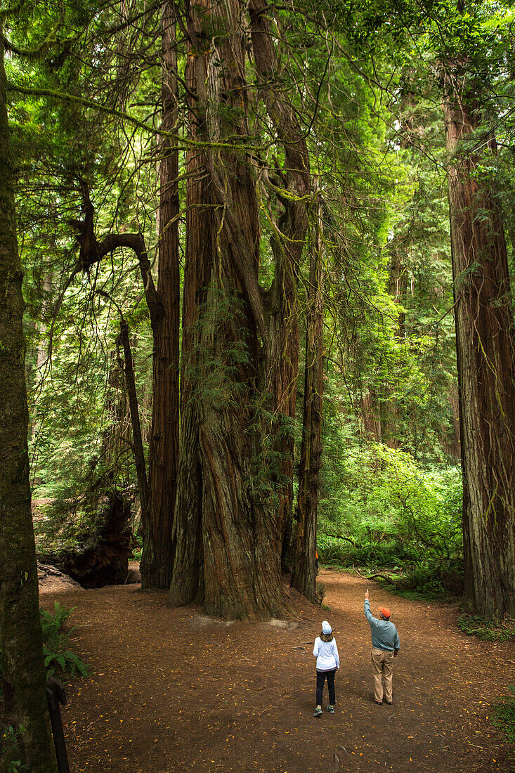 Senior Couple Exploring Giant Redwood Trees