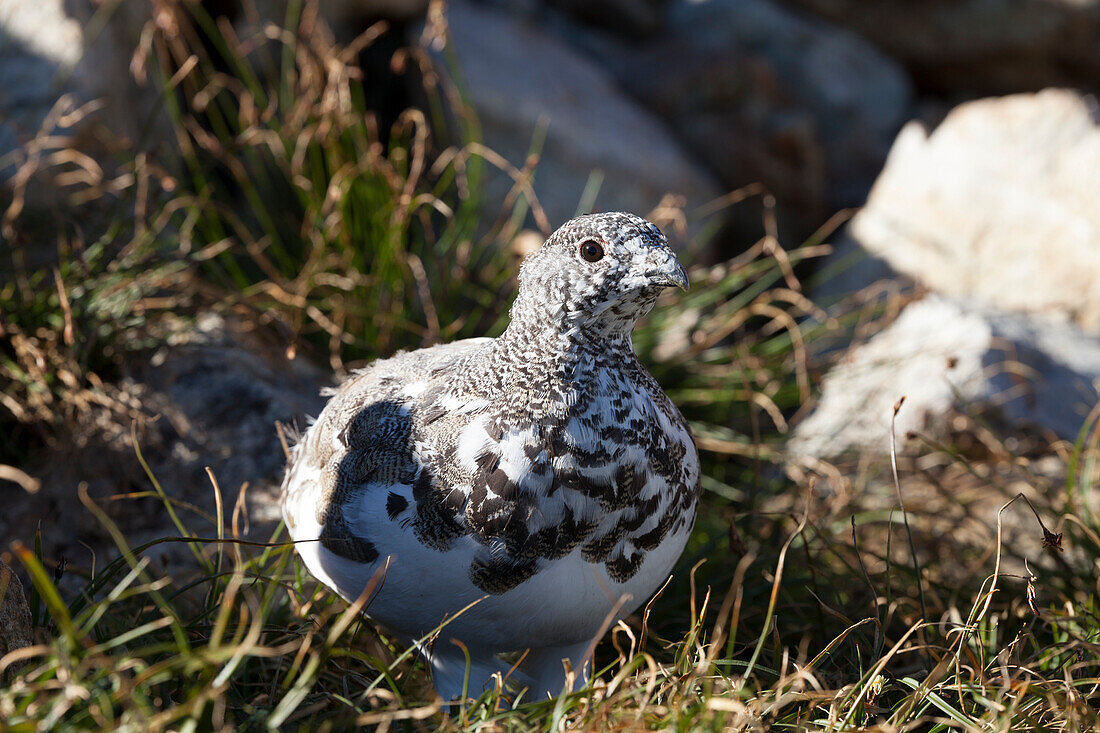 Portrait Of A White-tailed Ptarmigan