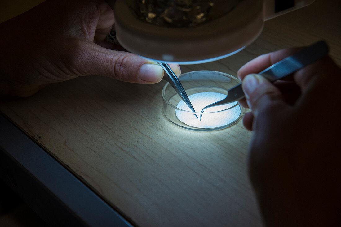 Close-up Of Person Hand Counting Microplastic Particles In Filter Paper