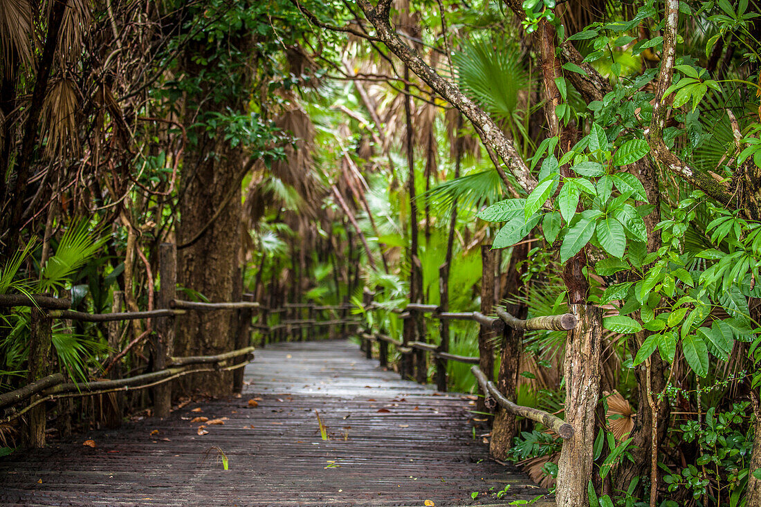 Wooden Pathway Through The Forest In Belize