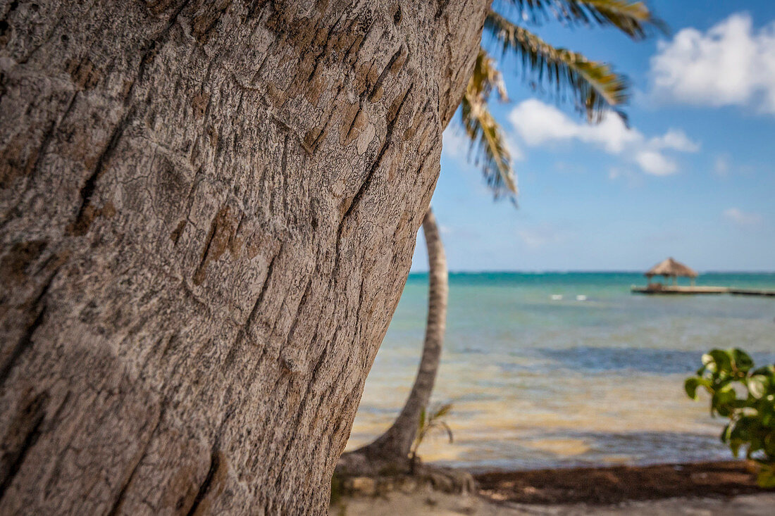 Palm trees along the Caribbean in Belize