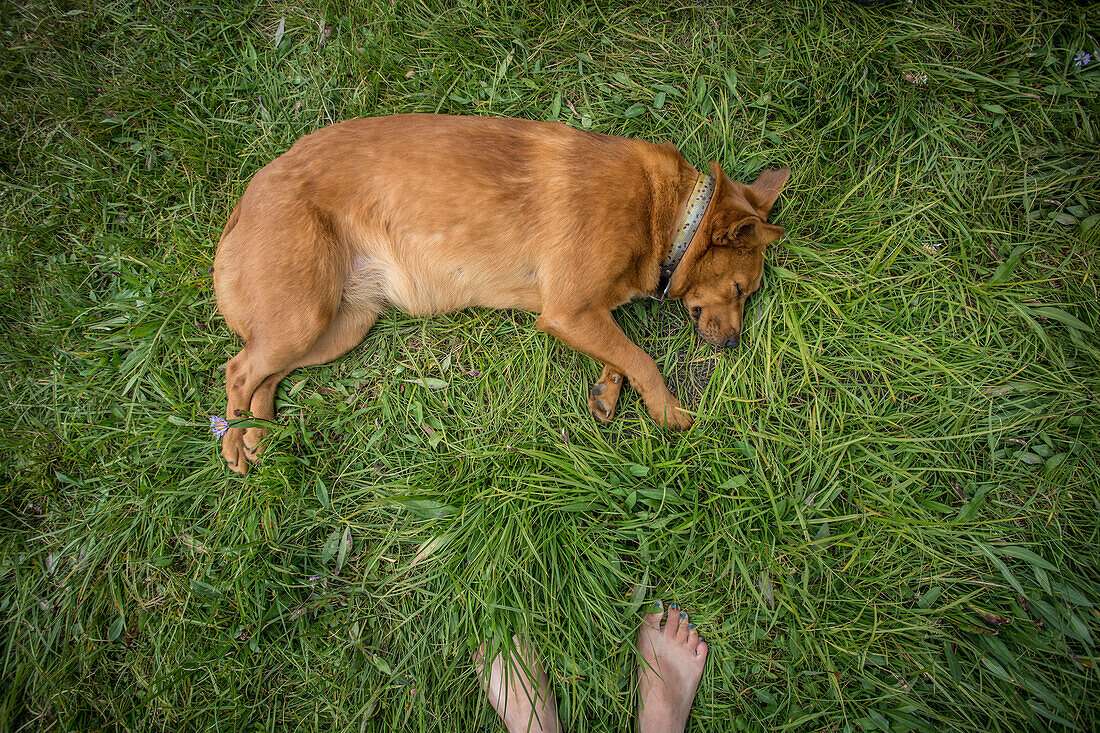 High Angle View Of Dog Sleeping On Grass