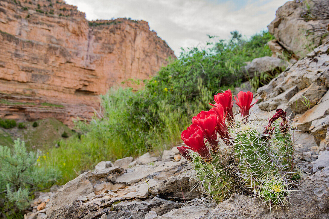Wildflowers Growing On Rocky Terrain Of Yampa And Green Rivers