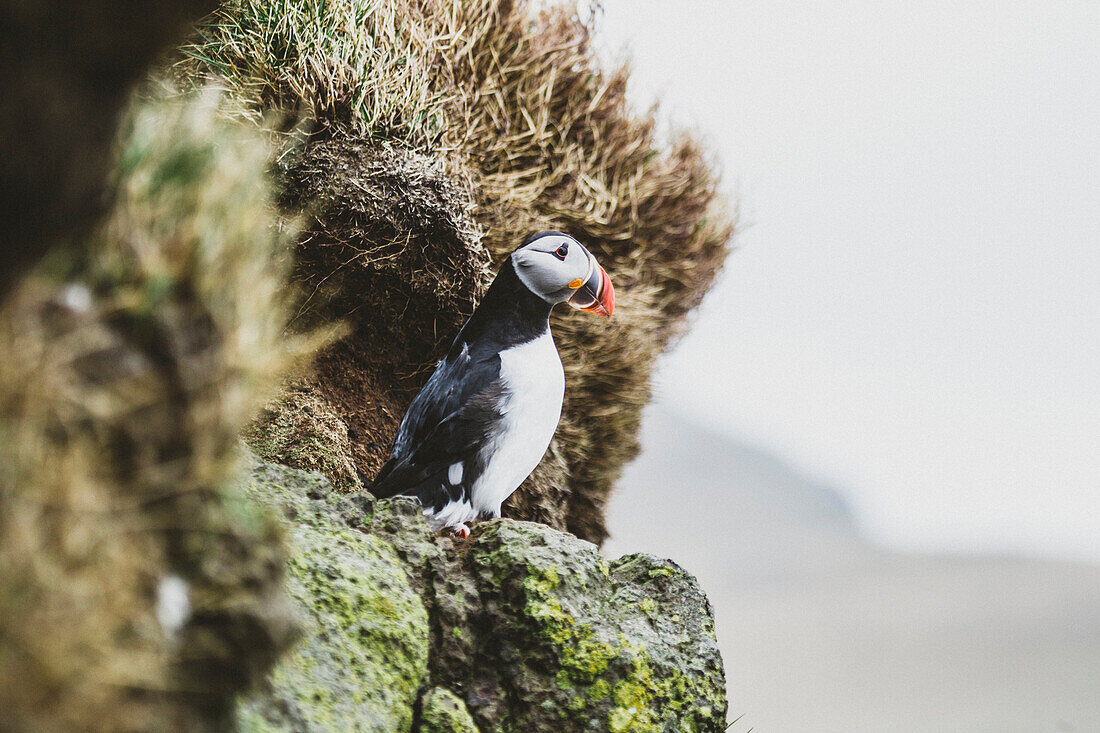 Puffins On The Islet Of Mykines, Faroe Islands