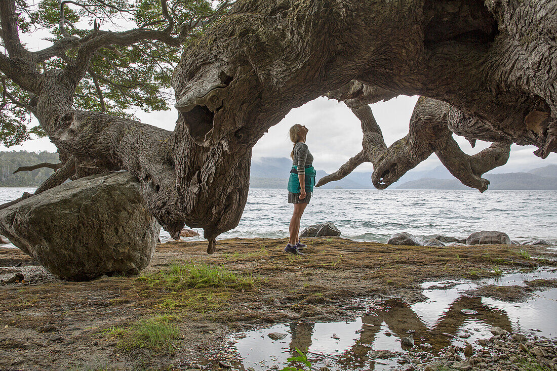 Mature woman looks at massive tree limb on lake shore