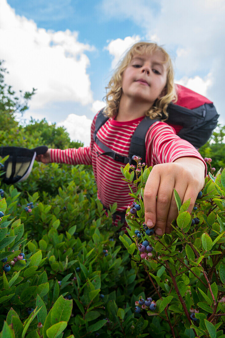 A Young Girl Picking Low Bush Blueberries Along The Appalachian Trail In North Carolina